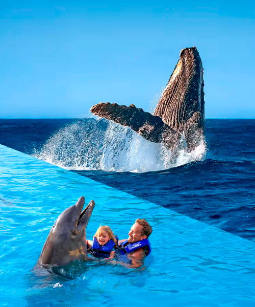 Avistamiento Ballenas & Delfines